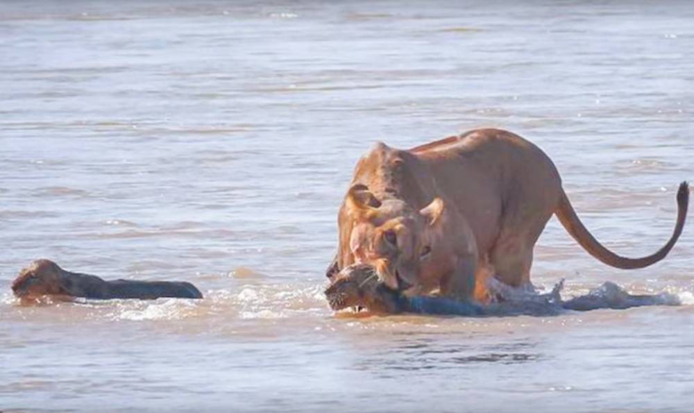 Львица спасла детеныша, который чуть не утонул в реке с крокодилами - vm.ru