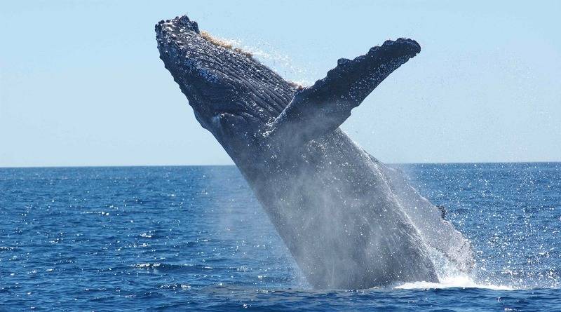 В Нью-Йорке замечен горбатый кит, который устроил «водное шоу» в Куинсе (видео) - usa.one - New York - Нью-Йорк