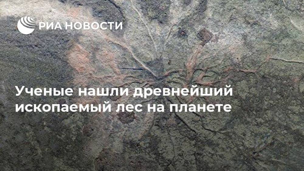 Ученые нашли древнейший ископаемый лес на планете - ria.ru - Москва - США - шт. Нью-Йорк