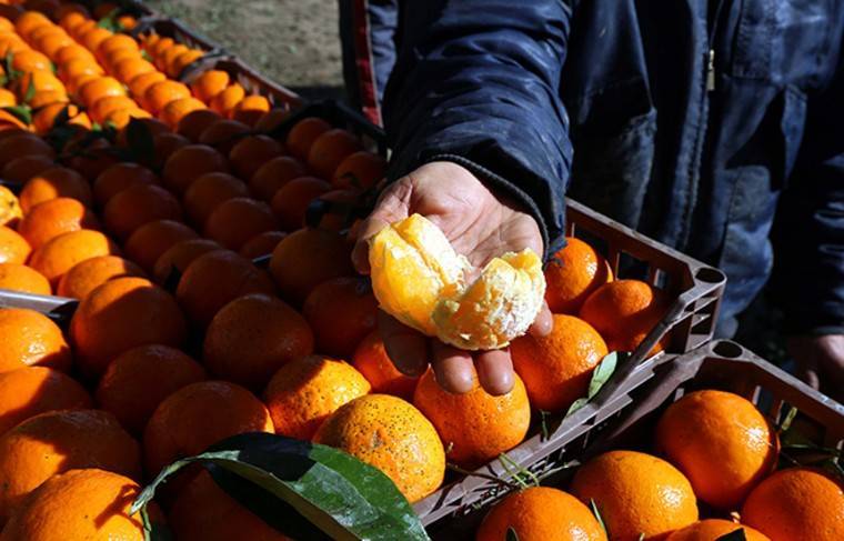 Продажи мандаринов упали в РФ - news.ru - Россия - Китай - Турция - Испания - Апсны - Такск - Марокко