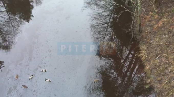 Видео: река у санатория в Сестрорецке загрязнена нефтепродуктами - piter.tv