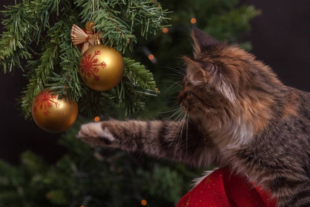 Михаил Воробьев - Агроном объяснил, как ухаживать за новогодней елкой, чтобы она дольше простояла - vm.ru - Москва