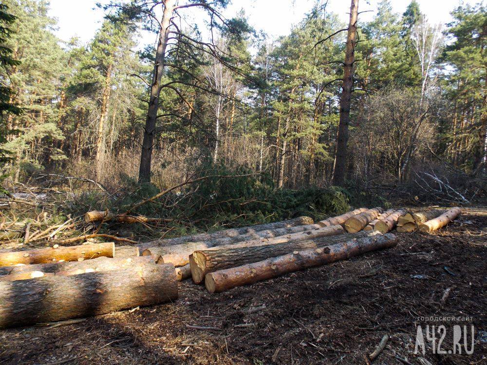 В Кузбассе начальник лесничества за плату разрешал незаконную вырубку леса - gazeta.a42.ru - Кемеровская обл.