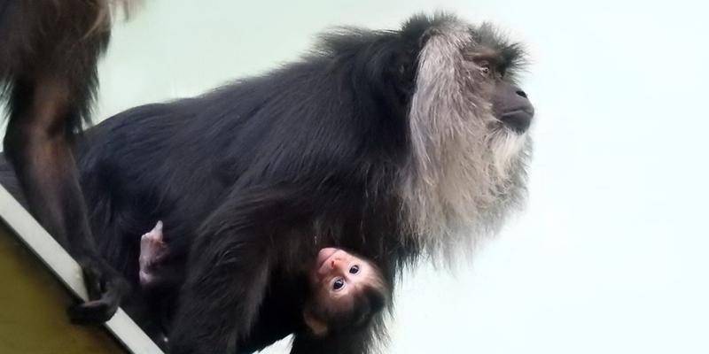Неизвестный вид обезьян обнаружили в джунглях Бразилии - vm.ru - Бразилия