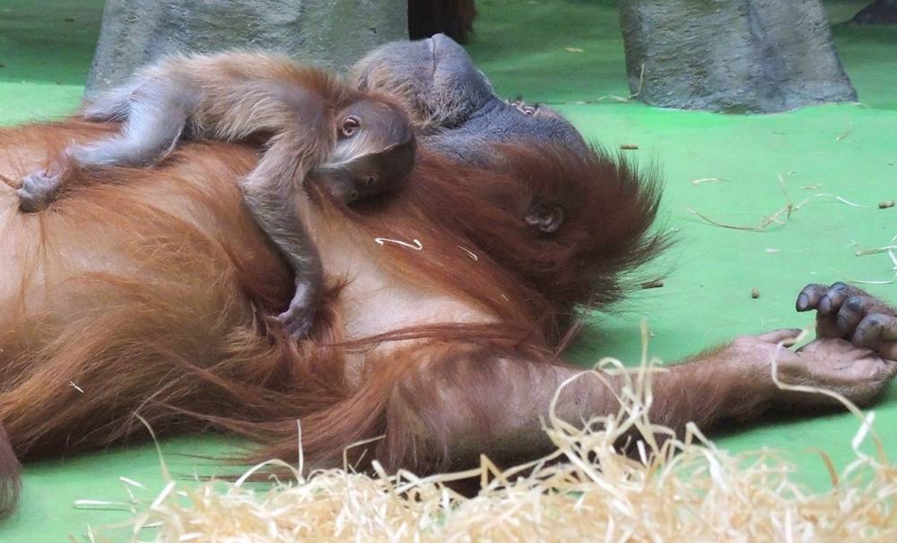Светлана Акулова - Детеныш редкого орангутана появился на свет в Московском зоопарке - vm.ru