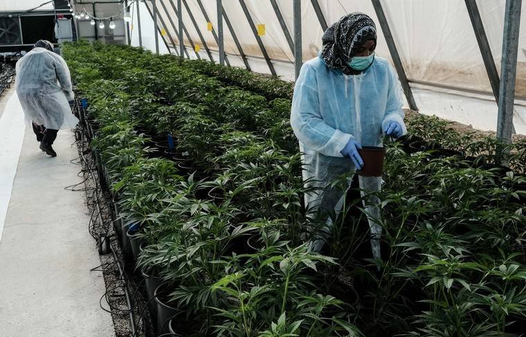 На Багамских островах хотят легализовать употребление марихуаны - news.ru - Украина - Киев