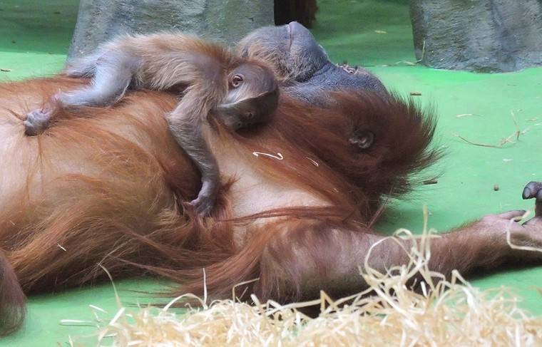 Суматранский орангутан появился на свет в Московском зоопарке - news.ru