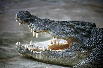 Жертву крокодила-людоеда вычислят по содержимому его брюха - lenta.ru - Australia - штат Квинсленд