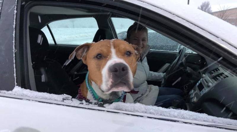 Волонтеры проехали 2000 миль, чтобы к Рождеству вернуть похищенную собаку ее хозяйке - usa.one - штат Западная Виргиния - штат Монтана
