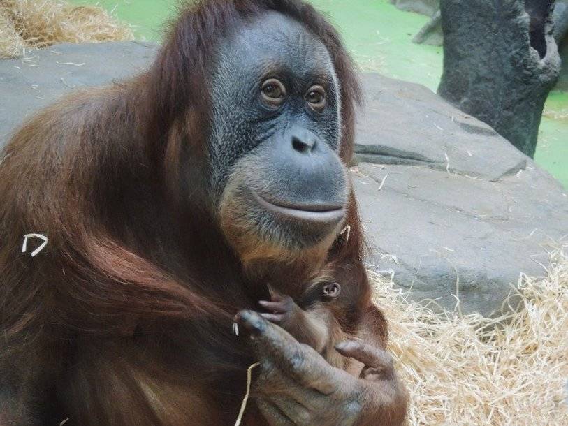 В Московском зоопарке родился детеныш редкого суматранского орангутана - polit.ru - Москва