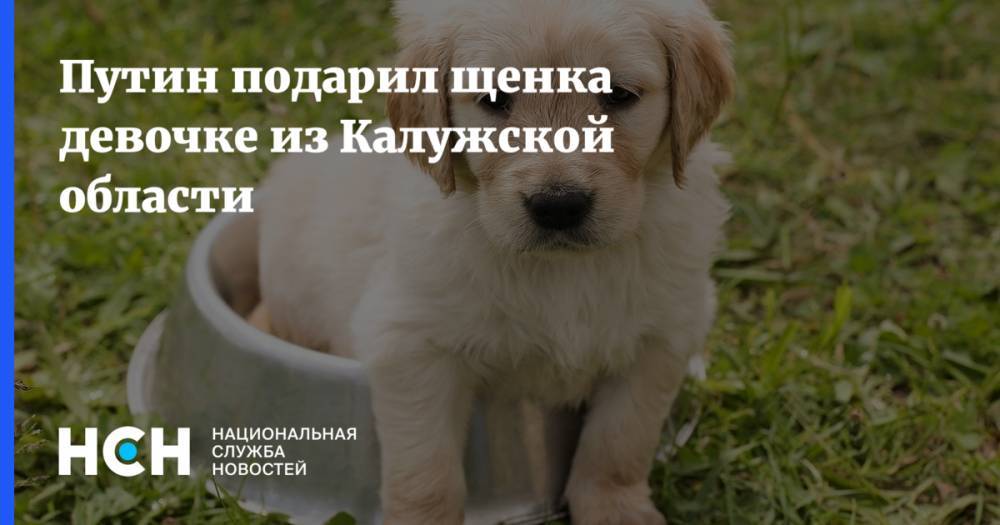 Владимир Путин - Путин подарил щенка девочке из Калужской области - nsn.fm - Россия - Обнинск