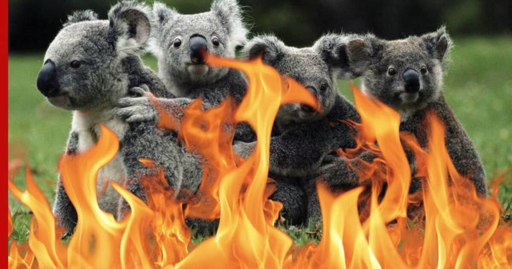 В австралийских лесных пожарах могли погибнуть полмиллиарда животных - profile.ru - Австралия
