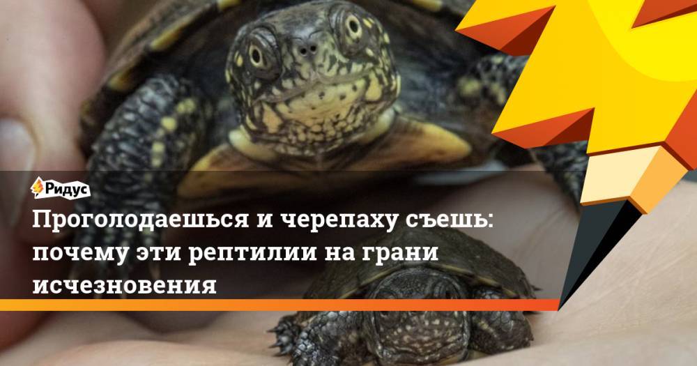 Проголодаешься и черепаху съешь: почему эти рептилии на грани исчезновения - ridus.ru