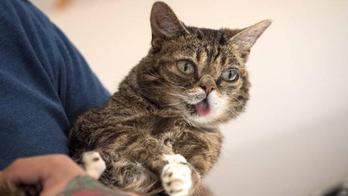 Умерла популярная в интернете кошка Lil Bub - polit.info