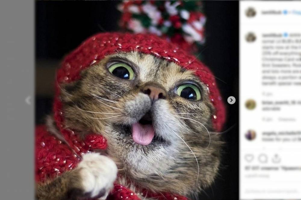 Скончалась самая популярная в Интернете кошка Lil Bub - mk.ru