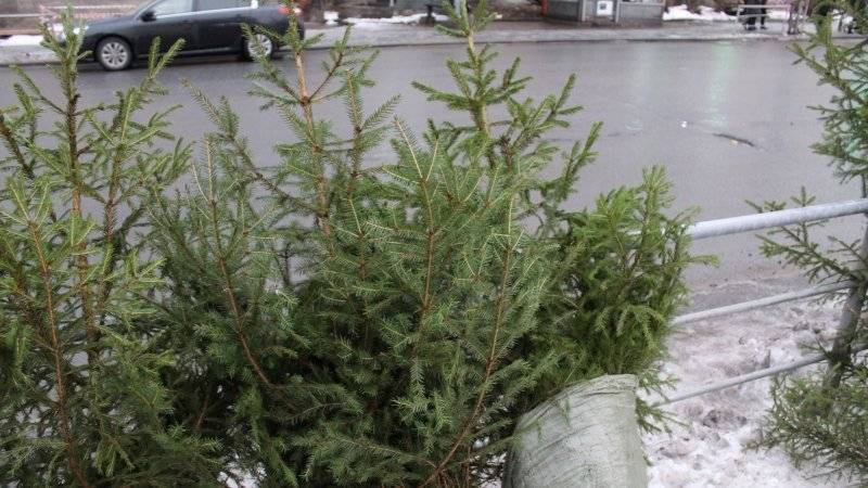 379 точек утилизации новогодних елок заработает в Москве с 5 января - polit.info - Москва - Россия