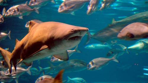 В желудке 3-метровой акулы обнаружили человеческие останки - Cursorinfo: главные новости Израиля - cursorinfo.co.il - Франция - Мадагаскар - Реюньон