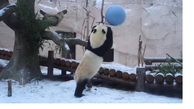 Видео: В Московском зоопарке панды познакомились со снегом - piter.tv - Китай