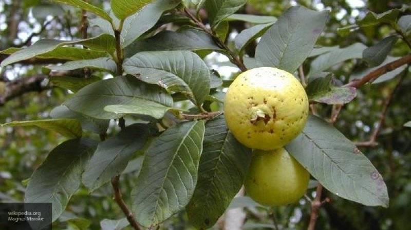Эксперты рассказали о самом полезном фрукте на земле - nation-news.ru - Индия - Хайдарабад