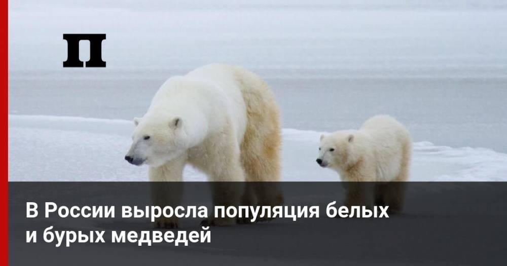 В России выросла популяция белых и бурых медведей - profile.ru - Россия