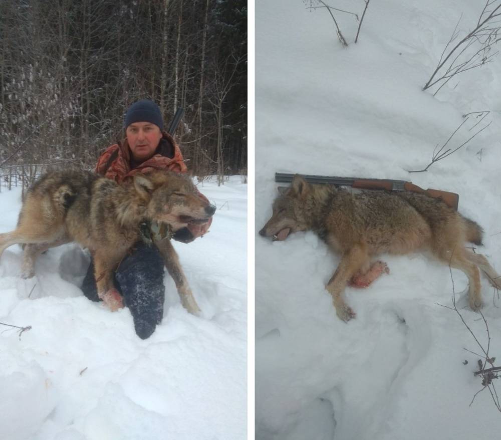 Раиса Сметанина - В Сыктывдинском районе застрелили очередного волка, убивавшего собак - wvw.daily-inform.ru