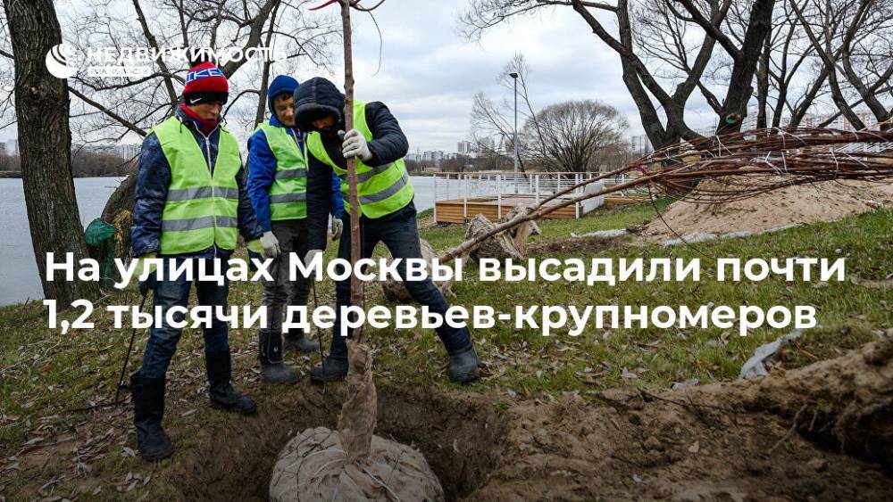 На улицах Москвы высадили почти 1,2 тысячи деревьев-крупномеров - realty.ria.ru - Москва - Благоустройство