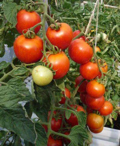 Ученые установили, что помидоры реагируют «криком» на порез и жажду - vm.ru