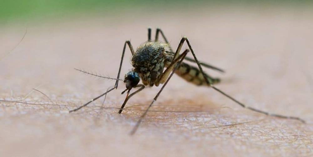 В Германии активно размножаются три вида опасных комаров - germania.one