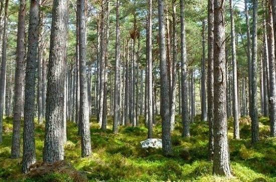 В России может появиться программа по развитию науки и образования в лесной отрасли - pnp.ru