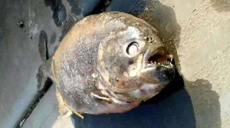 В озере Йоркшира рыбаки нашли смертоносных плотоядных пираний - theuk.one - Великобритания