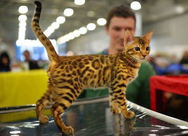 В Узбекистане пройдет Международная выставка кошек CAT WORLD-2019 | Вести.UZ - vesti.uz - Россия - Китай - Швейцария - Казахстан - Франция - Таджикистан - Ташкент