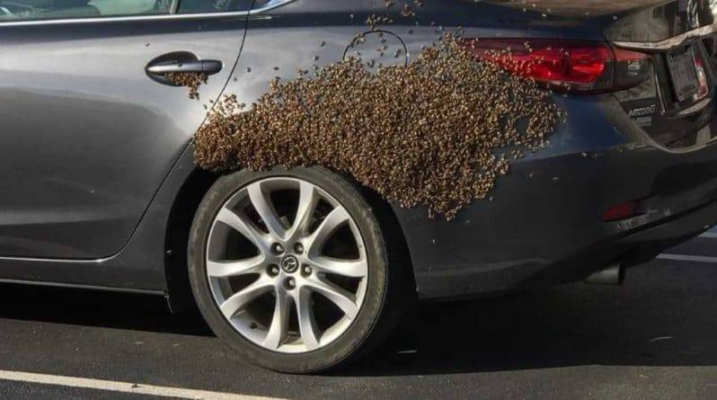 «Я хотела взорвать собственную машину»: жительница Теннесси была шокирована, когда нашла на своем автомобиле 30 тысяч пчел - usa.one - США - штат Теннесси