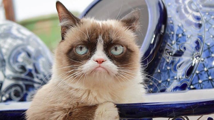 "Теперь на радуге": умерла "звезда" интернета Grumpy Cat - crimea.ria.ru - Крым - Симферополь