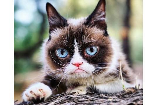 Умерла кошка-мем Grumpy Cat - versia.ru