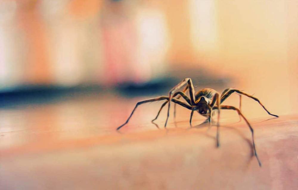 Что будет, если убирать пауков при помощи пылесоса? - germania.one