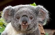 Коал объявили функционально вымершими животными - korrespondent.net - Австралия