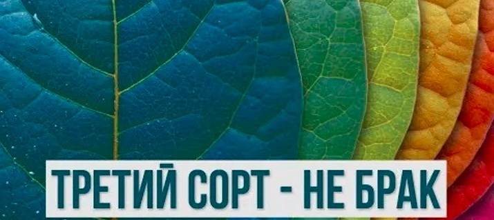 Владимир Зеленский - Курт Волкер - Андрей Парубий - Западные партнеры почтили Зеленского «третьим сортом» | Политнавигатор - politnavigator.net - США - Украина - Англия - Казахстан - Грузия - Турция - Германия - Франция - Эстония - Венгрия - Литва - Чехия - Азербайджан - Латвия - Ирландия