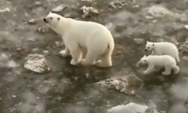 На Ямале медведица с детёнышами пришла в порт - bloknot.ru - Экология