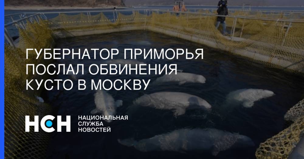 Олег Кожемяко - Губернатор Приморья послал обвинения Кусто в Москву - nsn.fm - Приморье край - Хабаровск