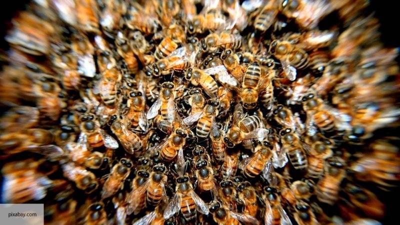 Пара обнаружила у себя в доме улей из 80 000 пчел - politros.com - Испания