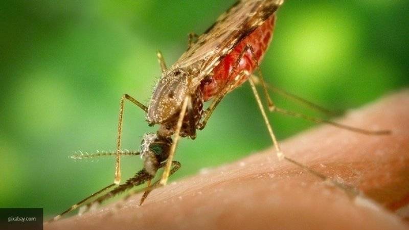 Роспотребнадзор предупредил россиян об опасности комаров во Франции - nation-news.ru - Россия - Франция