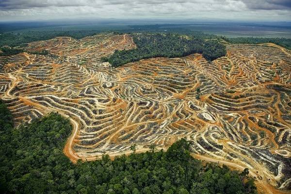 Мирное соглашение в Колумбии - угроза тропическим лесам страны - ecosever.ru - Колумбия