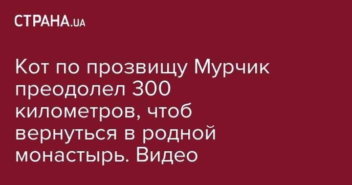 Кот по прозвищу Мурчик преодолел 300 километров, чтоб вернуться в родной монастырь. Видео - strana.ua - Киев - Львов - Луцк - Львовская обл.