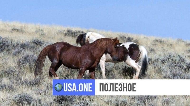 «Усыновления» мустангов выросли на 40%, когда правительство начало предлагать вместе с лошадьми $1000 - usa.one - США - Юта
