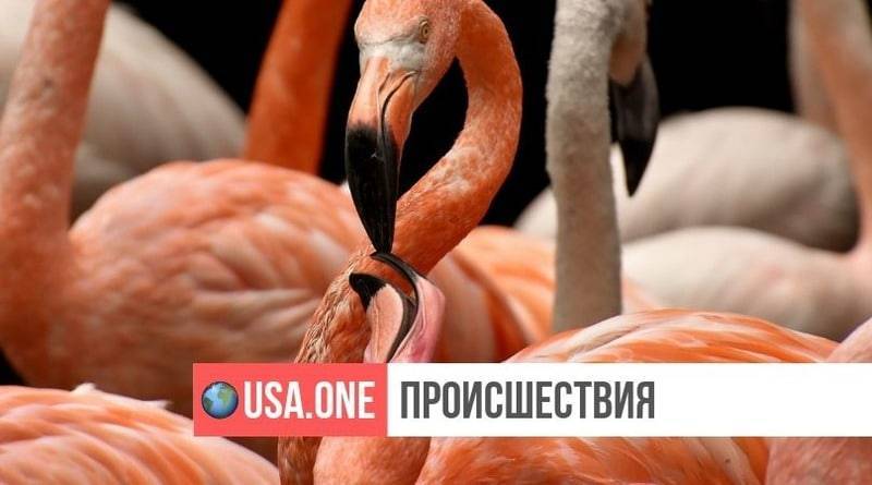 В зоопарке США фламинго пришлось усыпить после того, как школьник бросил в него камень - usa.one - США - шт. Иллинойс