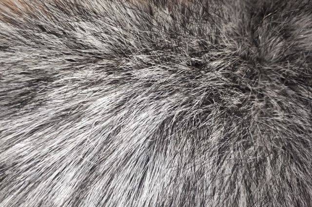 Giorgio Armani - Стелла Маккартни - Prada отказывается от использования меха животных в своих коллекциях - aif.ru