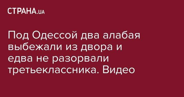 Под Одессой два алабая выбежали из двора и едва не разорвали третьеклассника. Видео - strana.ua - Киевская обл. - Херсон - Одесская обл.