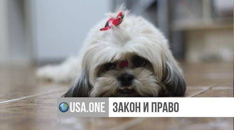 Хозяйка завещала усыпить здорового питомца, чтобы прах собачки похоронили вместе с ней - usa.one - штат Виргиния