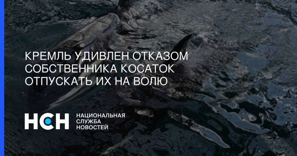 Владимир Путин - Дмитрий Песков - Кремль удивлен отказом собственника косаток отпускать их на волю - nsn.fm - Приморье край