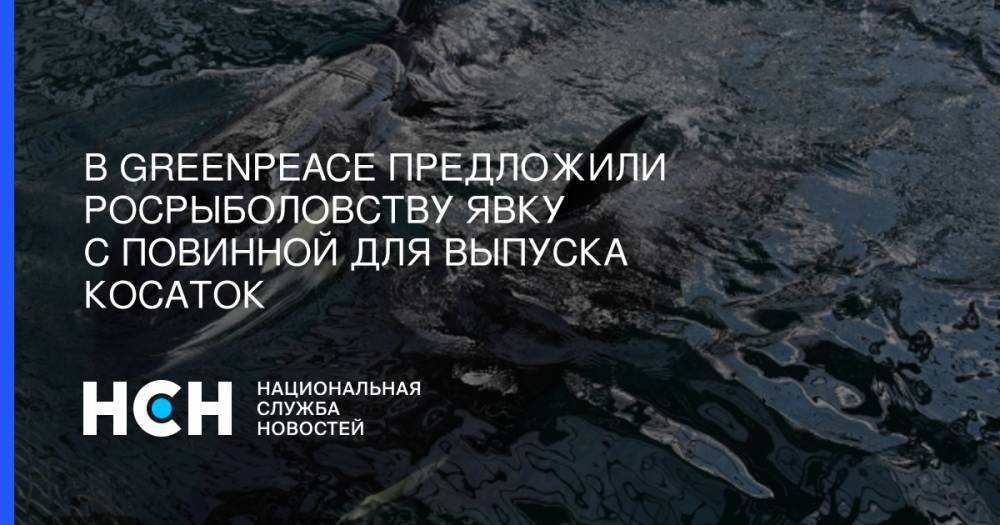 В Greenpeace предложили Росрыболовству явку с повинной для выпуска косаток - nsn.fm - Россия - Приморье край